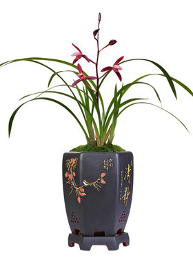 高档带花苞色花好养建兰浓香