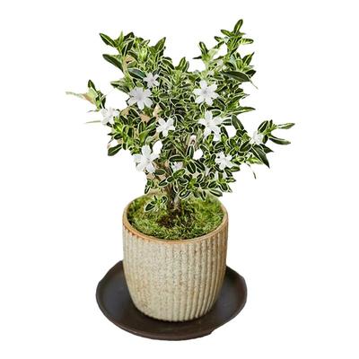 六月雪盆景老桩盆栽绿植四季开花