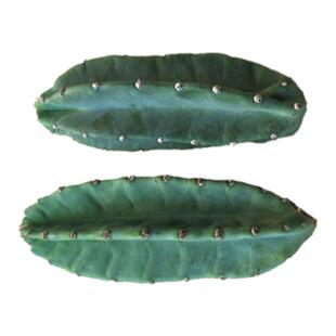 量天尺仙人掌仙人柱无刺天轮柱组合盆栽