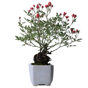 日本姬玫瑰姬月季须惠姬茶桌迷你提根造型盆景室内微型盆栽小老桩