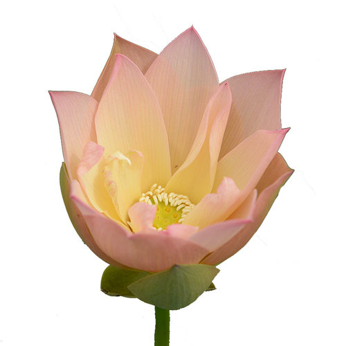 【杏色春衫】碗莲乌托邦-中大型盆栽池栽水生花卉观赏荷花种藕cqu
