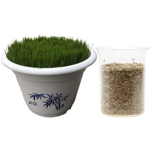 草籽草坪早熟禾黑麦草护坡耐热覆绿边坡种子绿化狗牙根高羊茅耐寒