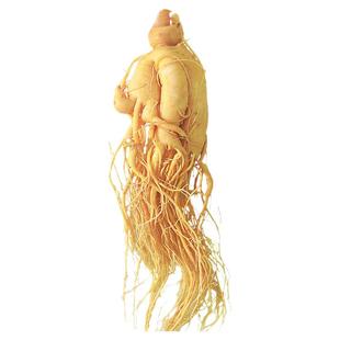 长白山人参吉林新鲜人参东北特产老参整枝泡酒滋补养生专用高营养