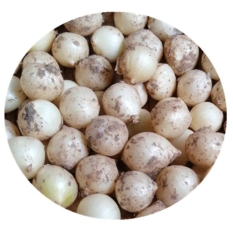 苦藠新鲜苦蒜小蒜苦茭团葱小根蒜