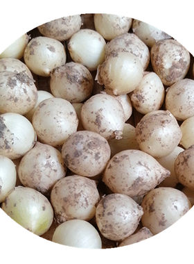 苦藠新鲜苦蒜小蒜苦茭团葱小根蒜