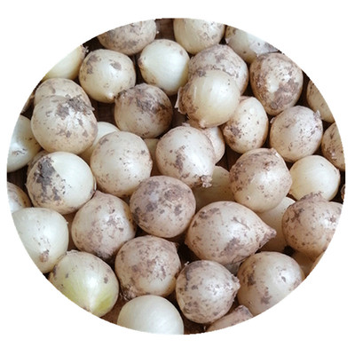 苦藠新鲜苦蒜小蒜苦茭团葱小根蒜