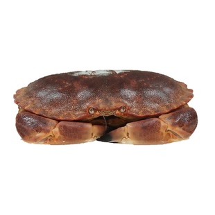 渔传播【活鲜次日达】英国大面包蟹黄道蟹包新鲜不包活 母蟹