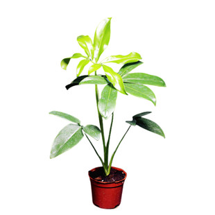 包邮印第安羽毛蔓绿绒掌叶蔓绿绒室内绿植客厅大绿植办公室大盆栽