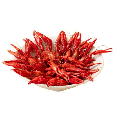 花雕熟醉特大小龙虾钳子都是肉