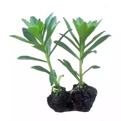 养心菜根苗带叶带土高钙盆栽