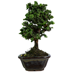 日本青叶石化桧绿植微盆栽好养老桩矮桩进口品种盆景带盆室内造景