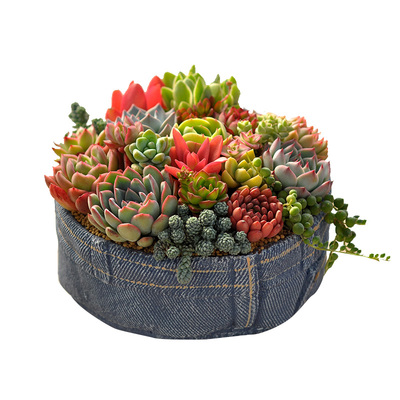 肉肉植物多肉小盆栽大颗好养室内盆栽办公创意桌面绿植教师节礼物