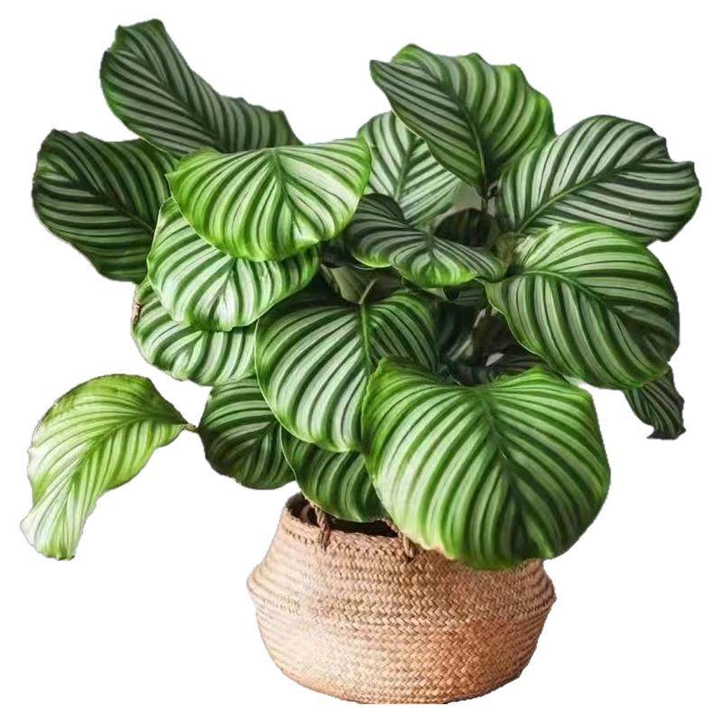青大苹果竹芋花卉绿植盆栽室内办公室客厅吸烟净化空气四季常青