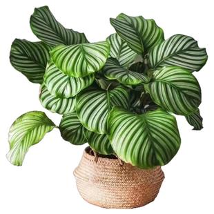 青大苹果竹芋花卉绿植盆栽室内办公室客厅吸烟净化空气四季常青