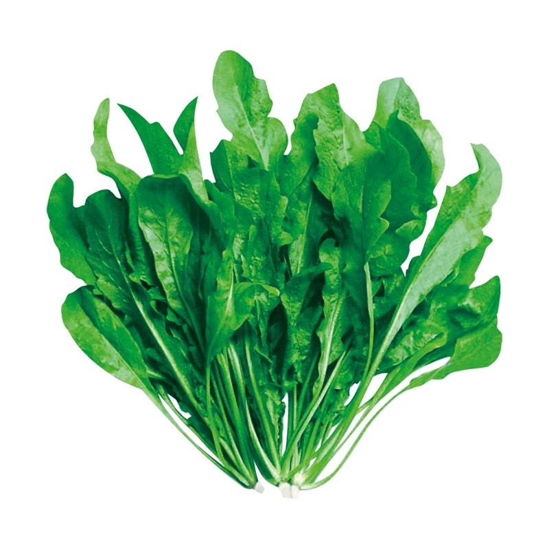 荠荠菜种子大叶四季菜籽香春季蔬菜种籽孑菜种荠菜芨芨菜大全