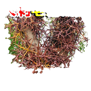 大刺皂角树苗皂角树绿化皂荚树苗盆栽地栽皂角树苗庭院皂角苗包邮