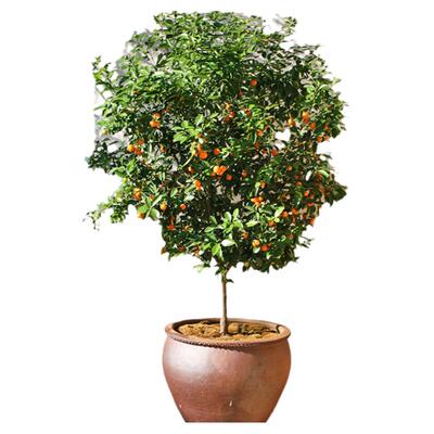 海蒂的花园家庭种植果树