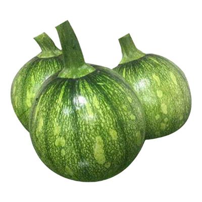 无蔓绿珠早熟小青瓜蔬果南瓜种子