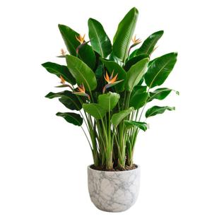 天堂鸟客厅绿植盆栽室内大型植物真花卉鹤望兰办公室高级落地好养