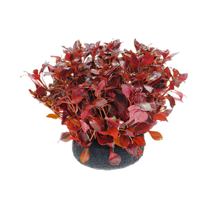 小鱼缸水草植物后景定植真草火山石造景蜈蚣草绿菊增氧净水质套餐