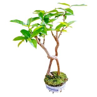 室内栽金桂花树老桩盆景耐阴绿植矮霸小中药苗木原生造型一物一拍