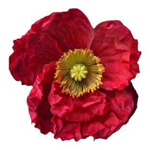 进口意大利虞美人种子蜂鸟系列室外春季秋季室内阳台四季花卉种子