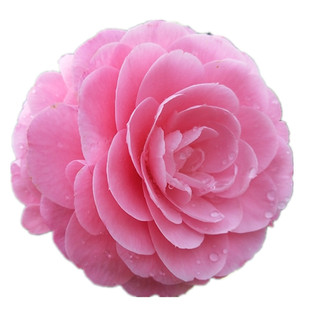 【封面女郎】茶花美人艳红粉佳人山茶树苗盆栽大树绿植庭院阳花卉