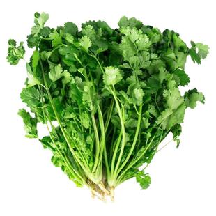 香菜种子籽种种植套装四季阳台盆栽蔬菜生菜小葱豌豆尖韭菜疏菜葱