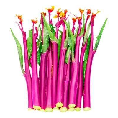 红菜苔白菜苔广东甜菜心四季播种