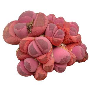 红大内生石花多头群生肉锥花多肉植物 室内阳台组合盆栽 指间园艺