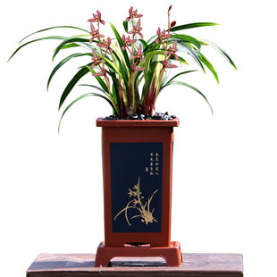 老种四季建兰奇花铭品红猫蕊蝶带花浓香新手好养室内绿植花卉盆栽