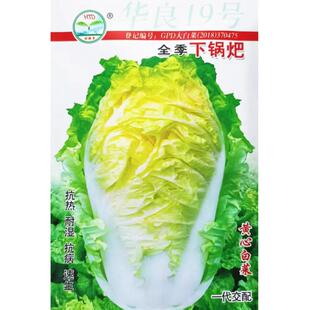 下锅耙白菜种子下锅火巴耙黄心白菜种籽耐热四川秋季田园蔬菜种孑