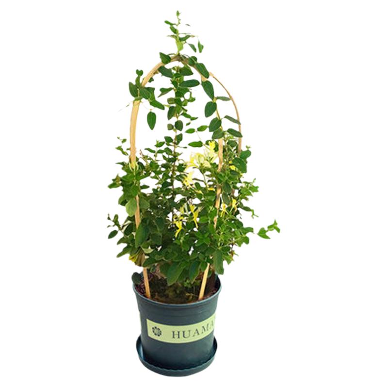 药用金银花可观赏(泡茶喝)很好养