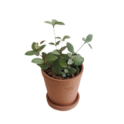 推荐！豆瓣绿桌面室内网红绿植