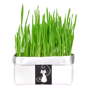 猫草种植盆栽种子非已种好幼猫食用草种去毛球懒人猫咪用品大全