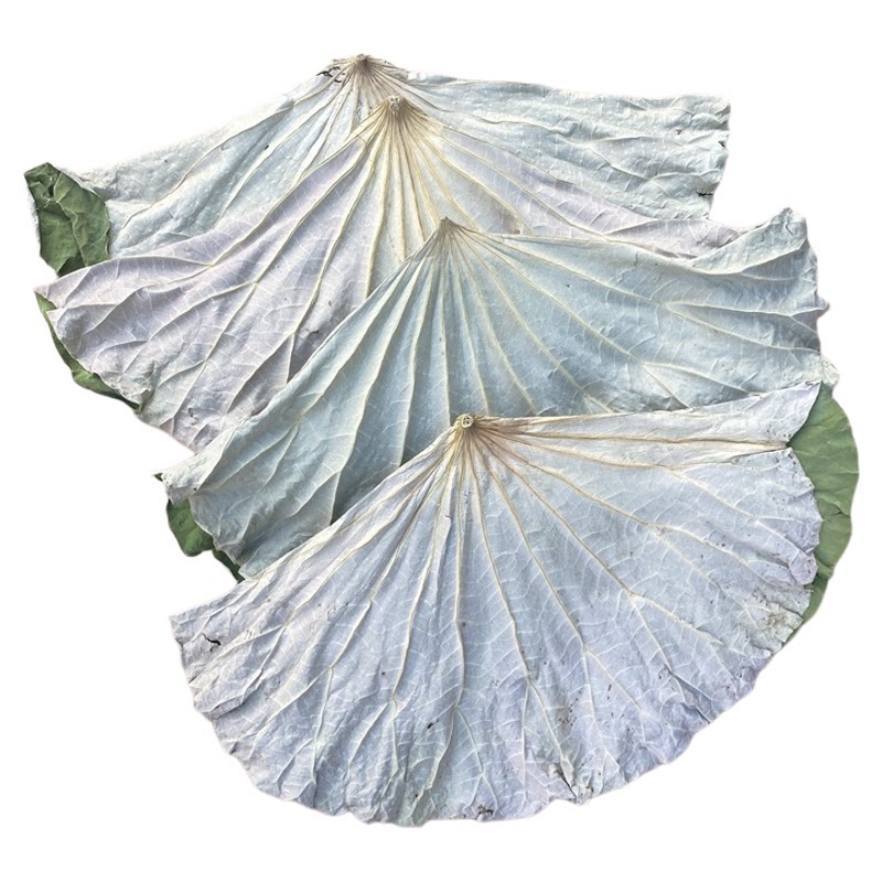 江西整张干荷叶糯米鸡专用中药材小荷叶片食用荷叶茶粽叶蒸笼垫片