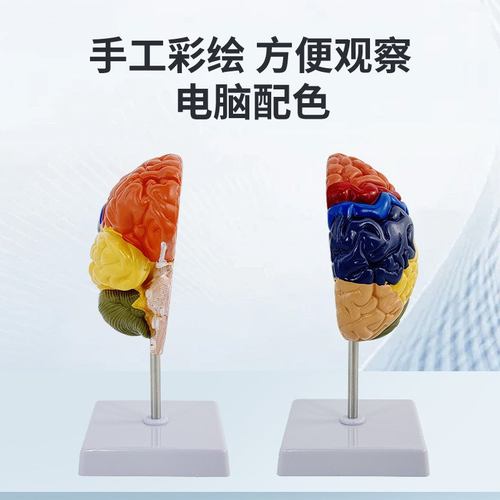 教学仿真脑模型脑分区脑功能分区彩色大脑皮层教具标本皮质脑模型