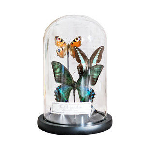 昆虫蝴蝶标本科普植物标本摆件玻璃罩书房复古陈列防尘罩展示饰品