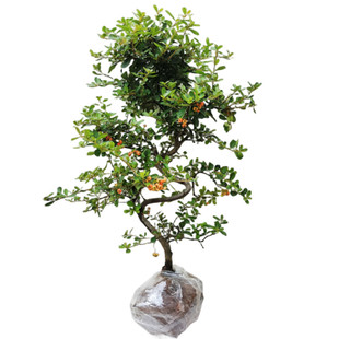 火棘盆栽树苗吉祥果满堂红老树桩观果植物带果盆景好养活耐寒喜庆