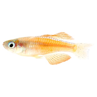 橘色珍珠燕子鱼水草缸群游蓝霓虹甜心阿鲁黄帆桔色燕子小灯鱼活体