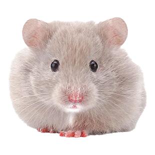 家养超温顺银鸽灰丁香金丝熊长毛西施仓鼠小宠物活物健康包活免邮