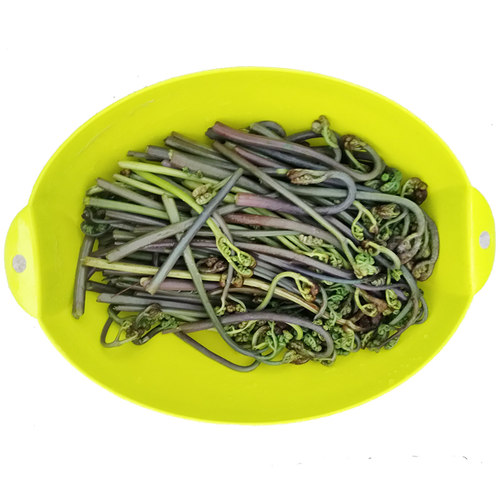 鲜嫩甜野生干蕨菜新鲜当季贵州省撅菜凉拌蕨苔农家野菜山蕨菜5斤