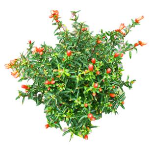 耐热耐寒成品盆栽石榴树常绿地栽石榴花苗庭院种植果树苗易爆花