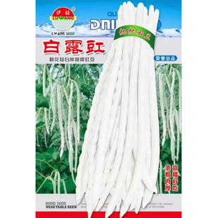 白露豇短白胖豇豆种子甜糯肉豇江豆好吃豆角种籽四川春夏季蔬菜孑