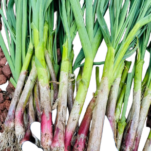 红根蒜苗种蒜苗种子大蒜种籽四季宽叶紫皮独头蒜农家蔬菜阳台盆栽