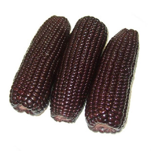 黑玉米种子301粘甜糯四季春季玉米种籽种孑东北粘黑玉米糯米种