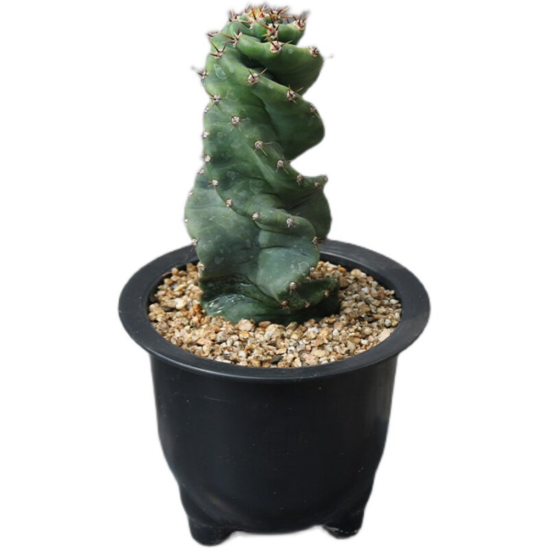 大型仙人掌好养美观造景露养开花