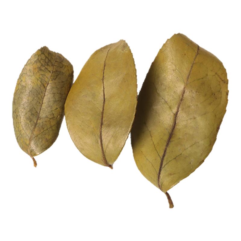干茶油叶卷山茶油树叶干装饰