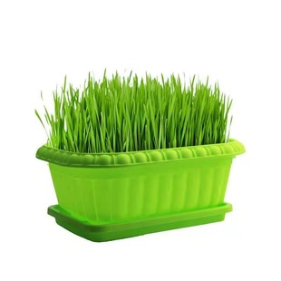 四季韭菜根苗白根宽叶大叶宽叶带土农家韭菜根老品种韭菜秧苗苗子