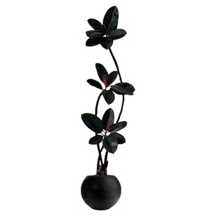 黑金刚橡皮树客厅大盆栽拗造型室内大型绿植办公室四季好养真植物